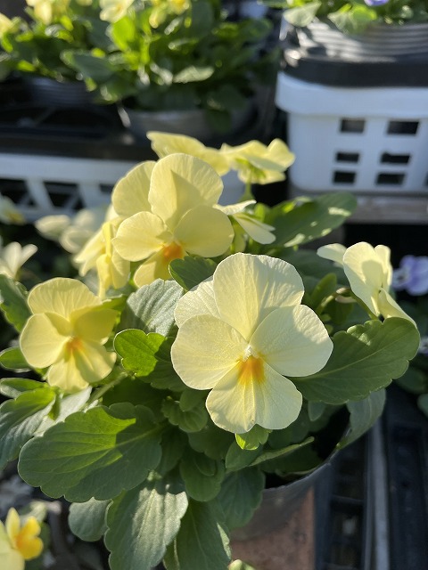 11月おすすめ デカポット パンジー・ビ｜熊本の大型総合園芸店